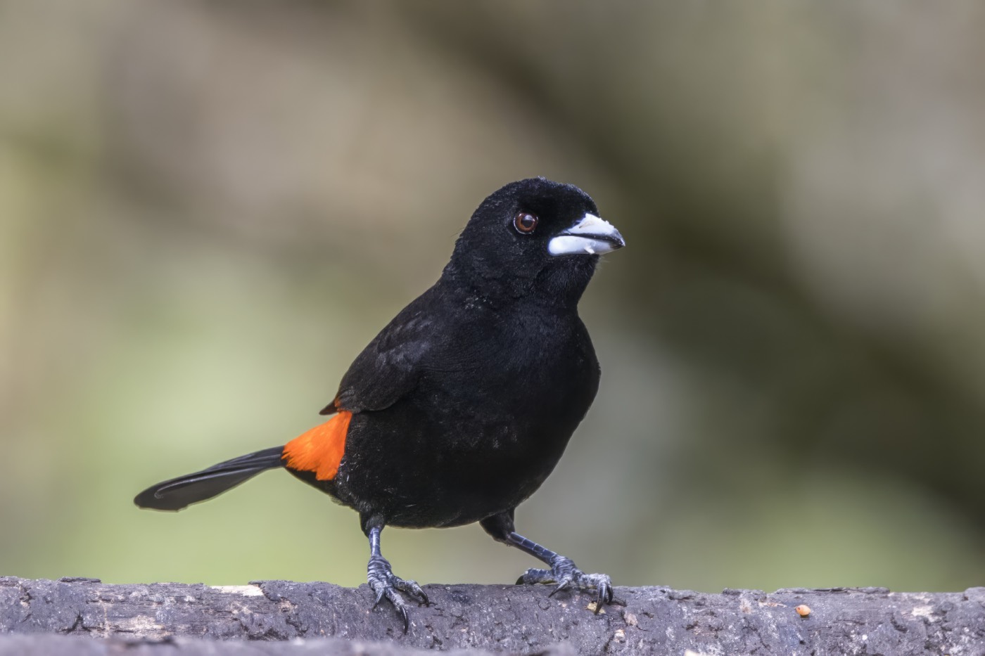 Avistamiento de Aves · Reserva Bremen-La Popa